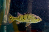 Golden Kelberi Peacock Bass Size 5”